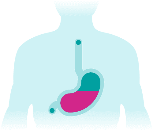 Torso Adult